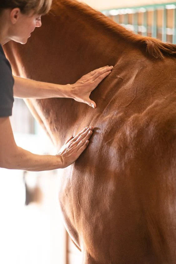 TRUSTED_HORSE_CARE